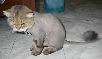 catangry.webp