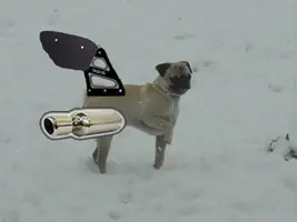 pug1.webp