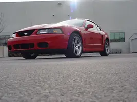 cobra pic.webp