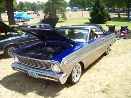 two toned falcon.webp