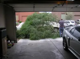 Tree.webp