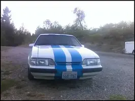 mustang1.webp