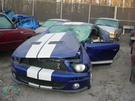 shelby oops.webp
