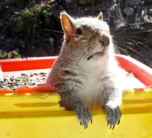 sad+squirrel-3181.webp
