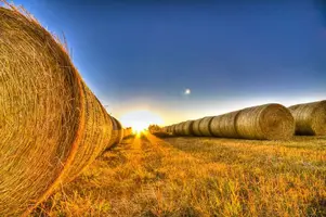 bales.webp