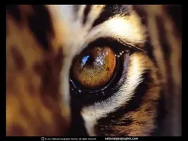 eye.webp