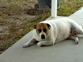 shesnotfat.webp