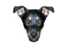 dogfaceg.gif