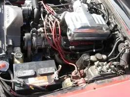 mustang 015.webp