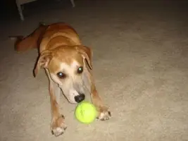 Buster 003.webp