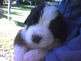baby1.webp
