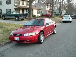 mustang 5.webp