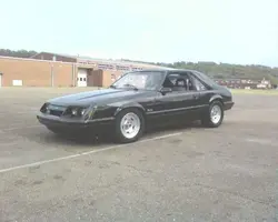 MUSTANG1.webp