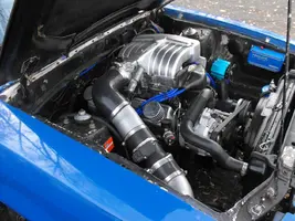 mustang 005.webp