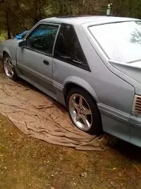 mustang3.webp