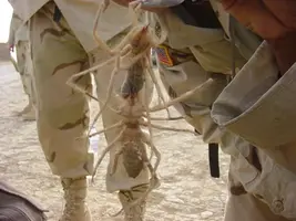 Iraqi spider.webp