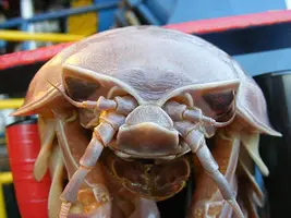 giant-isopod-photo-02.webp