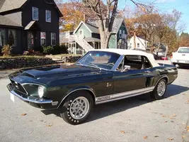 shelby2.webp