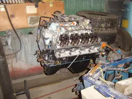 mustang 005.webp