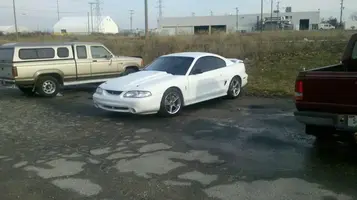 cobra.webp