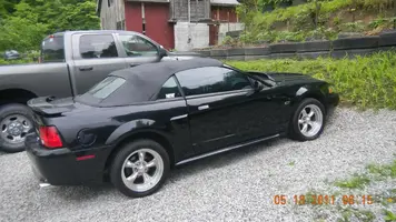 mustang (5).webp