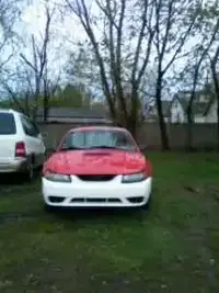 stang.webp