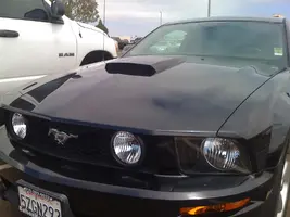 stang 007.webp
