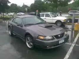 stang2.webp