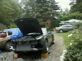 stang3.webp