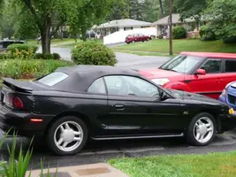 Black beauty.webp