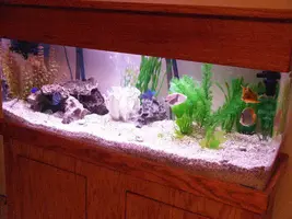 Aquarium2.webp