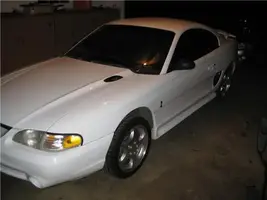cobra.webp