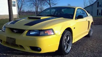 stang 1.webp