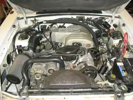 mustang113.webp