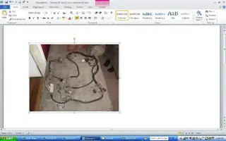 unknown fox harness.webp