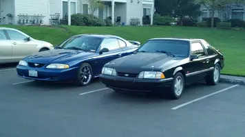 mustangs.webp