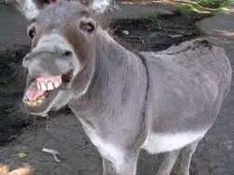 donkey.webp
