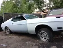 mustang4.webp