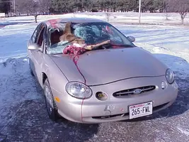 deer_vs_car_1.webp