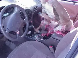 deer_vs_car_2.webp