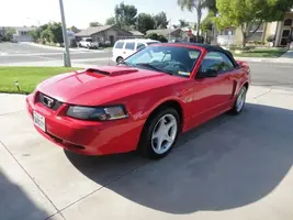mustang.webp