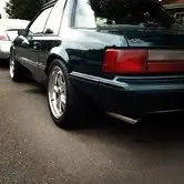 mustang 4.webp
