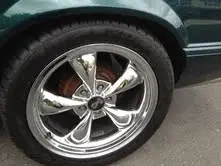 mustang 5.webp