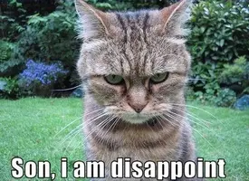 son_i_am_disappoint_trollcat.webp