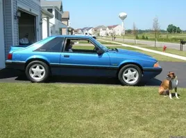 stang-1.webp