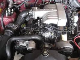 Mustang018-1.webp