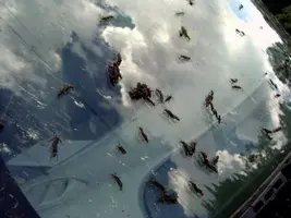 lovebugs-2.webp