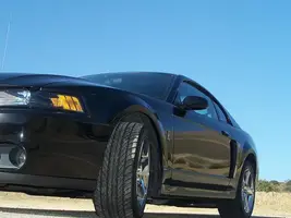 Stang_01.webp