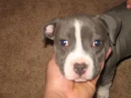 PittPup014Medium.webp