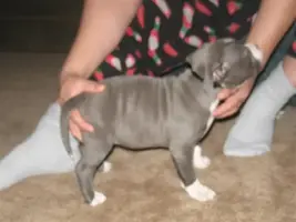 PittPup010Medium.webp